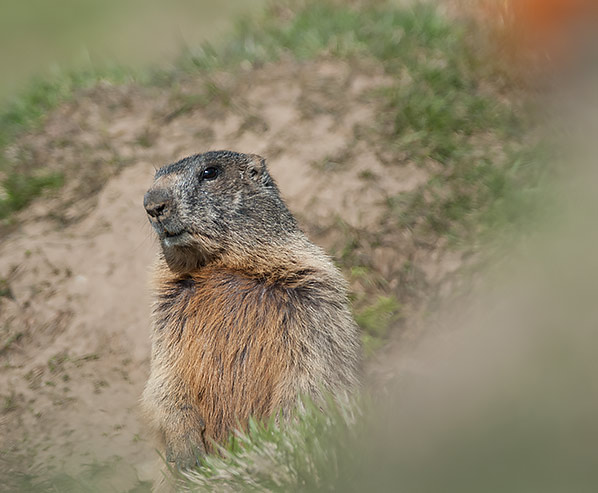 A marmot on a mountain meadow