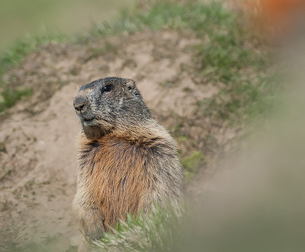 Una marmotta su un prato