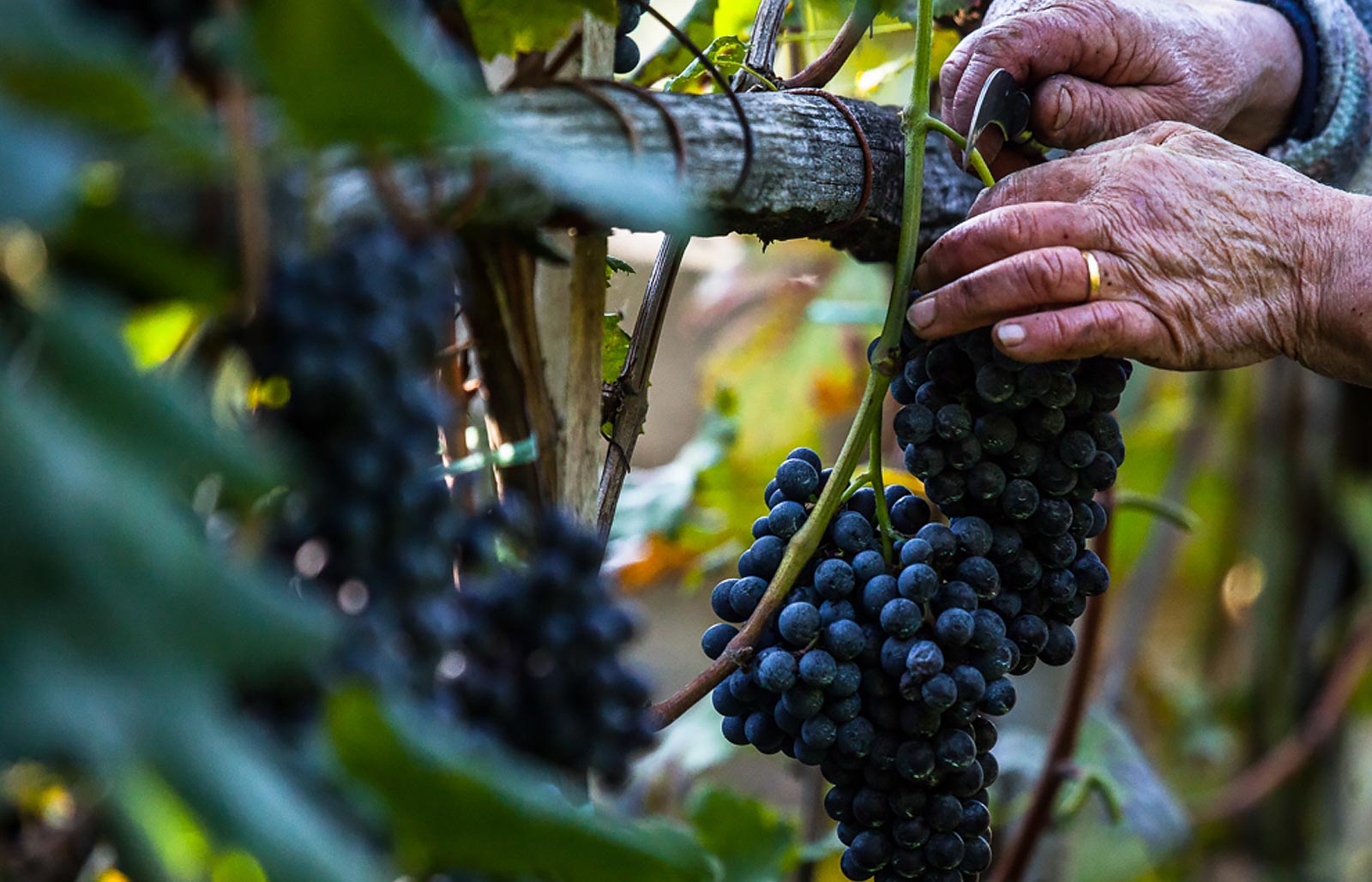 A farmer harvesting grapes in autumn