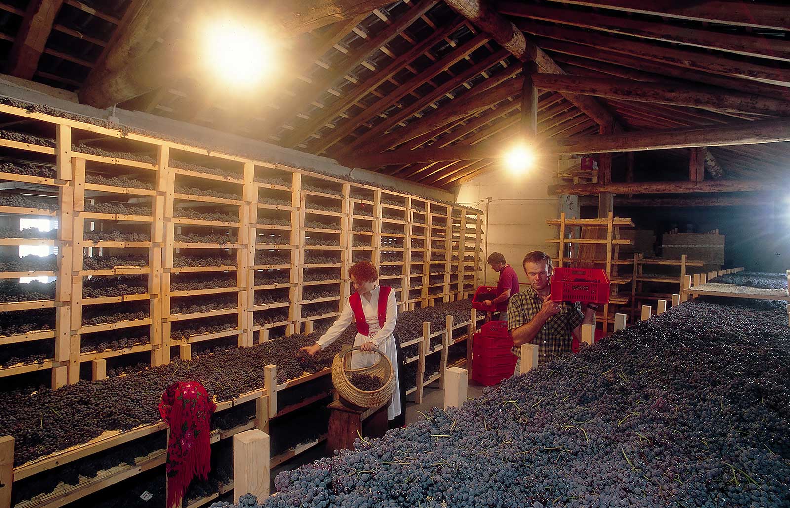 Grapes are treated in a cellar