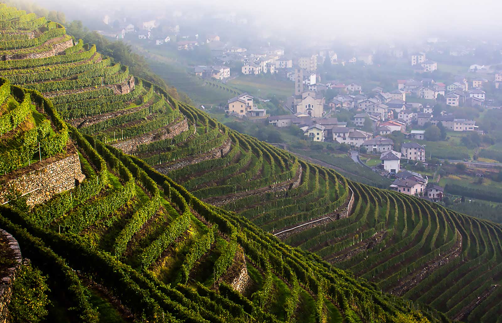 Terraced vineyards overlooking a village